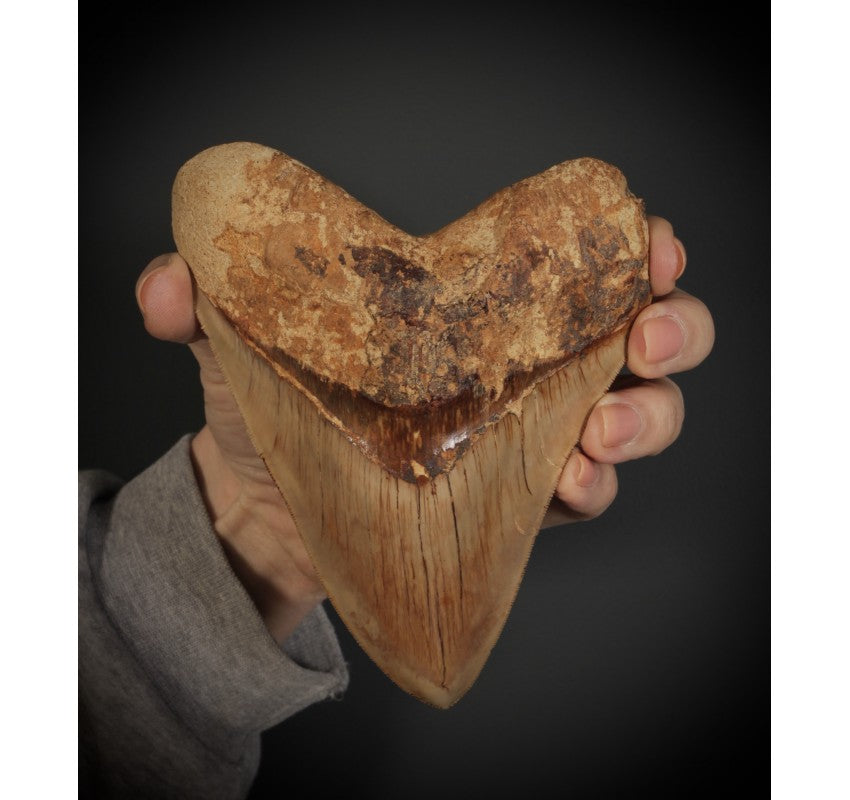 Large Prehistoric Megalodon Tooth