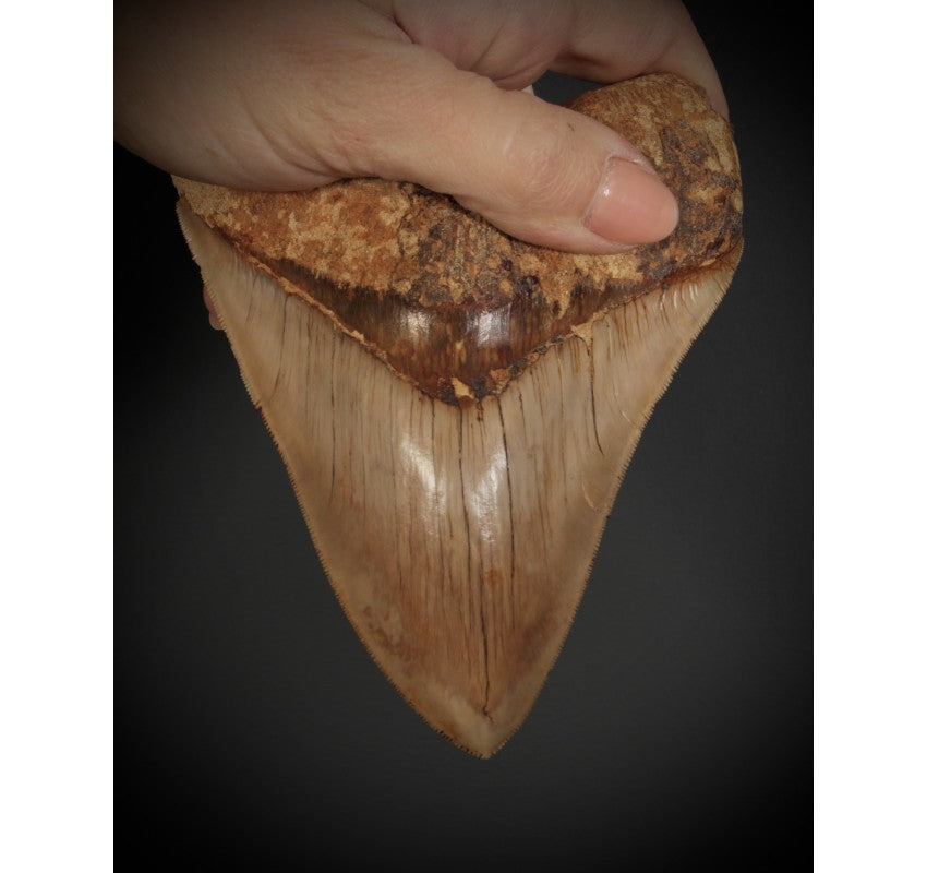 Large Prehistoric Megalodon Tooth