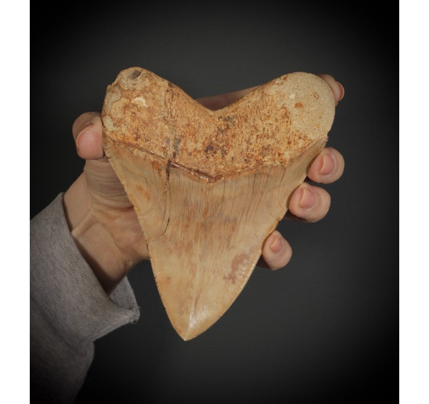 Large Prehistoric Megalodon Tooth