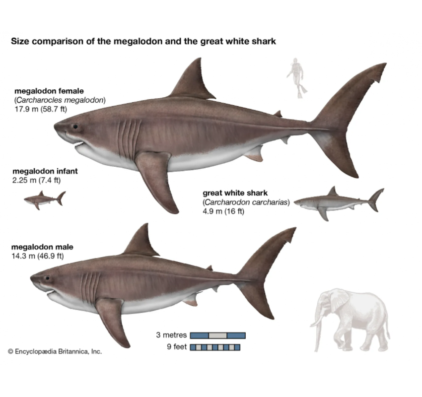 Small Megalodon Tooth & Stand