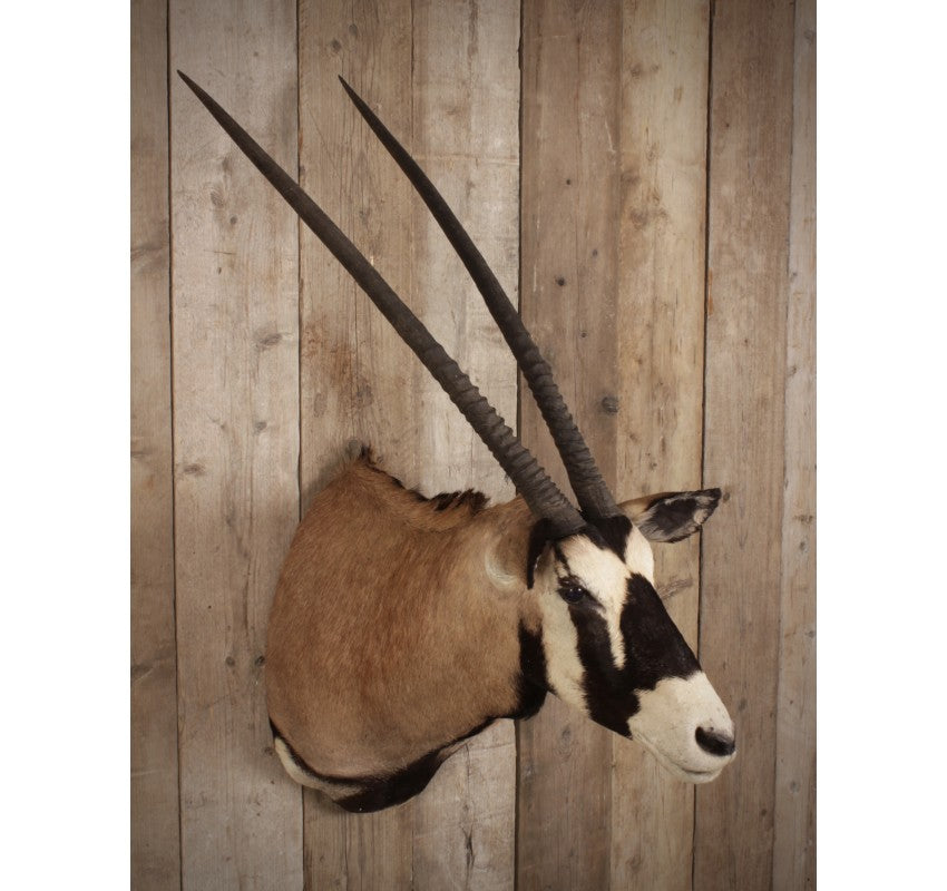Taxidermy Shoulder Mount Gemsbok (Oryx/Antelope)