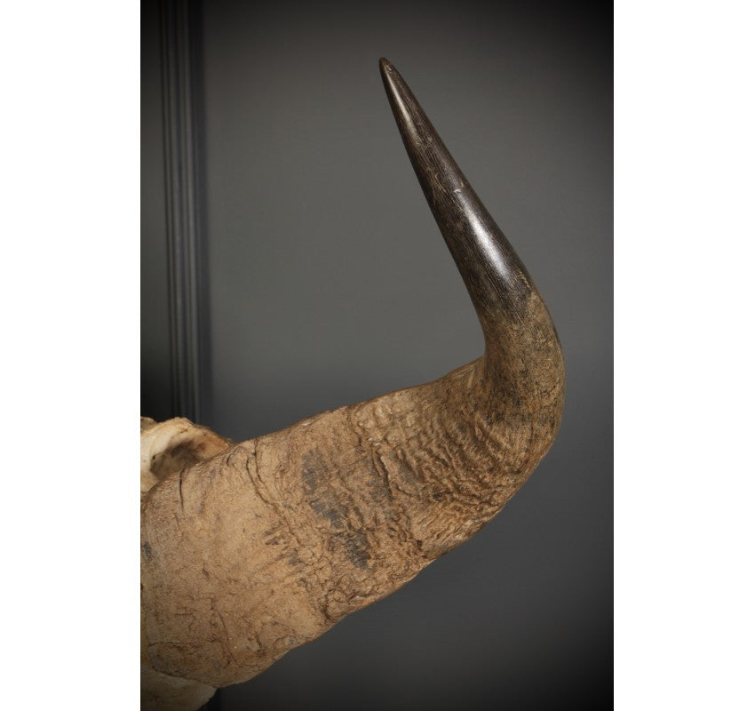 Mounted Buffalo Horns