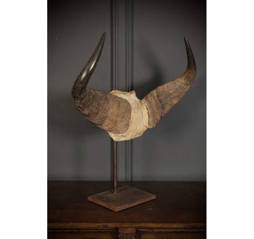 Mounted Buffalo Horns