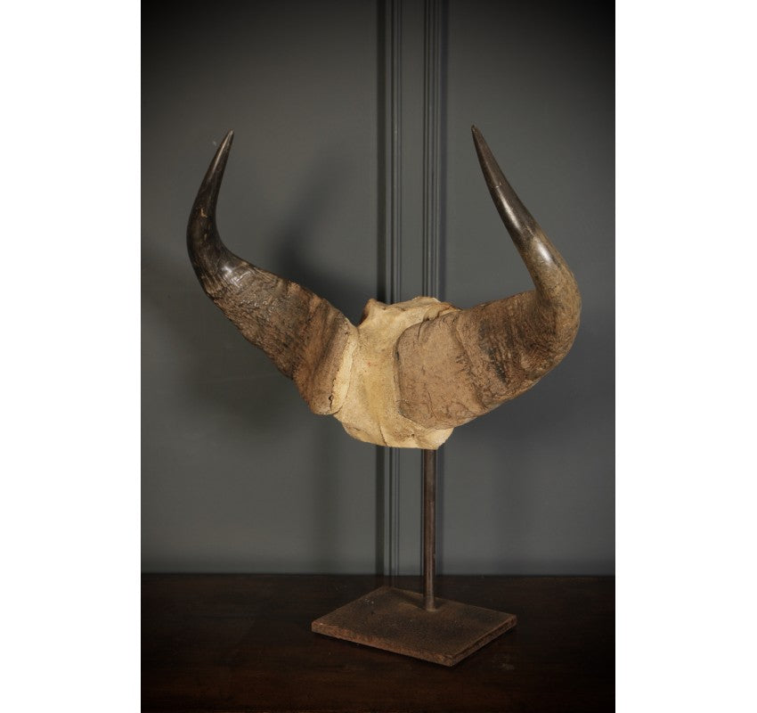 Mounted Buffalo Horns