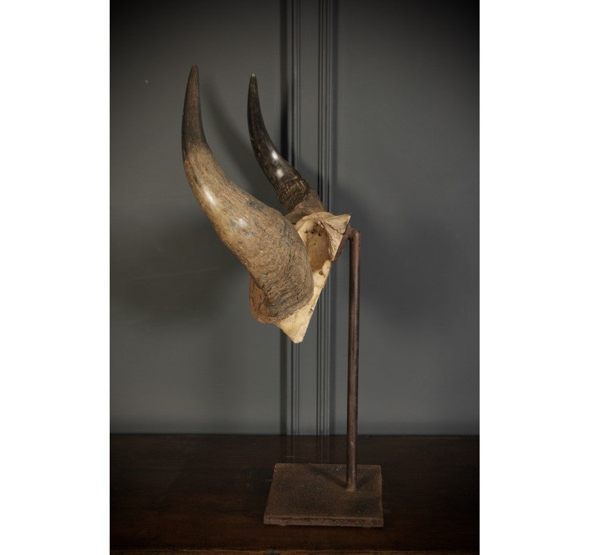 Mounted Buffalo Horns