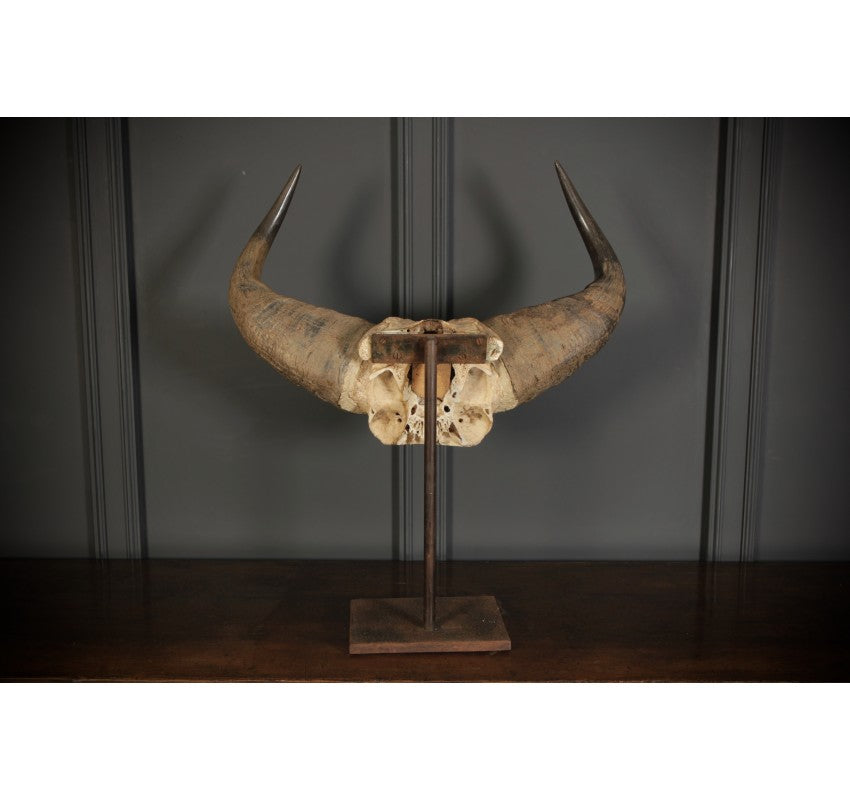 Mounted Buffalo Horns