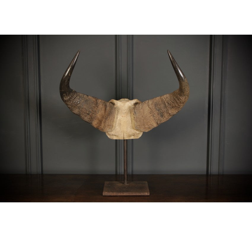 Mounted Buffalo Horns