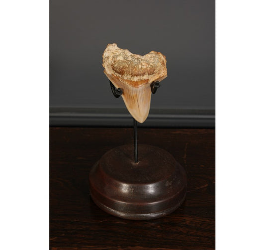 Small Megalodon Tooth & Stand