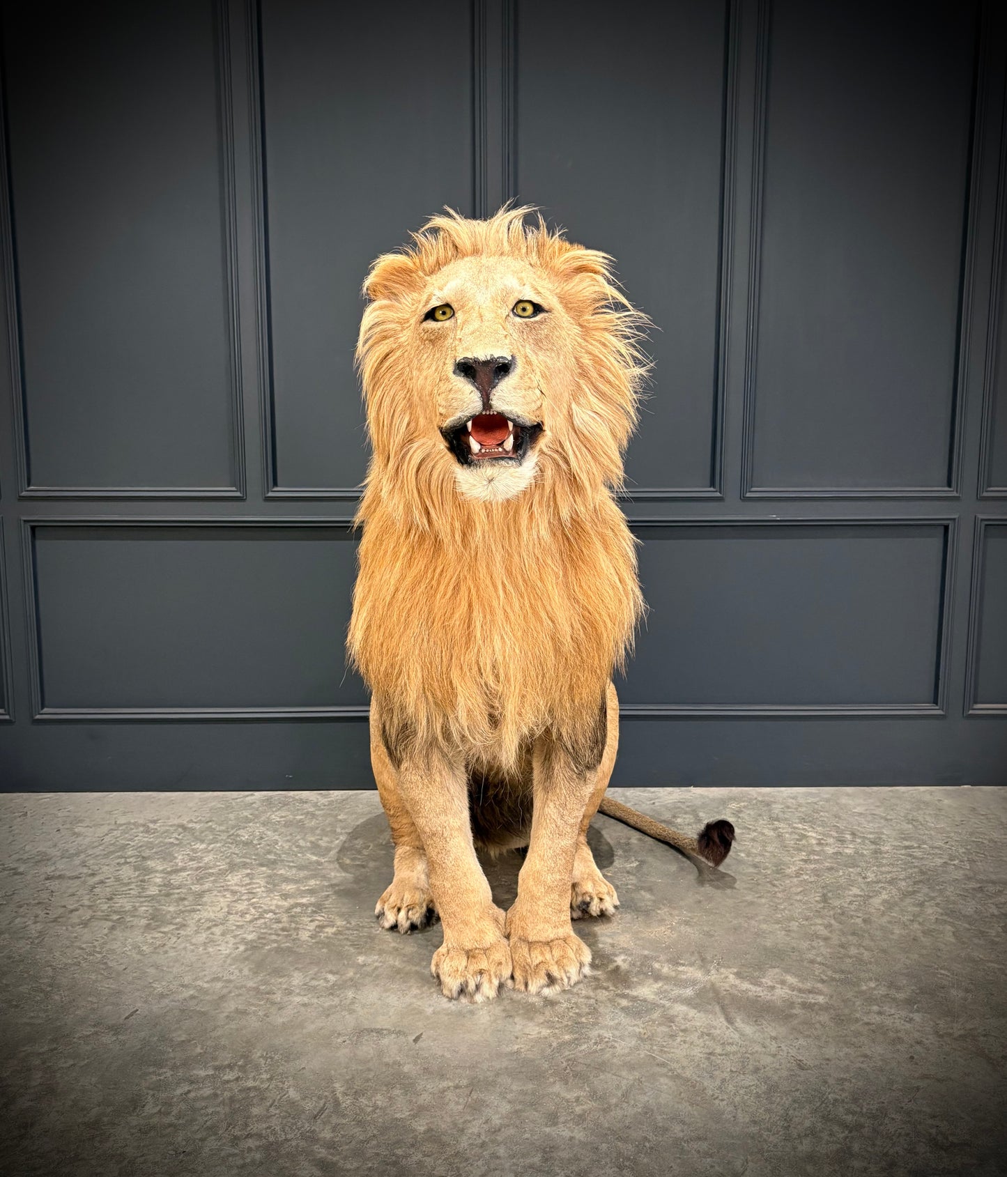 Full Mount Taxidermy Lion