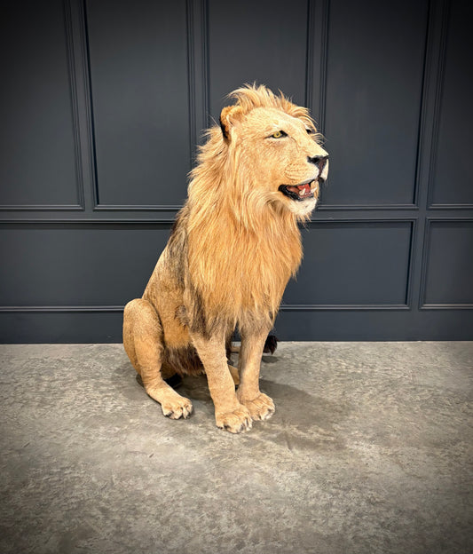 Full Mount Taxidermy Lion