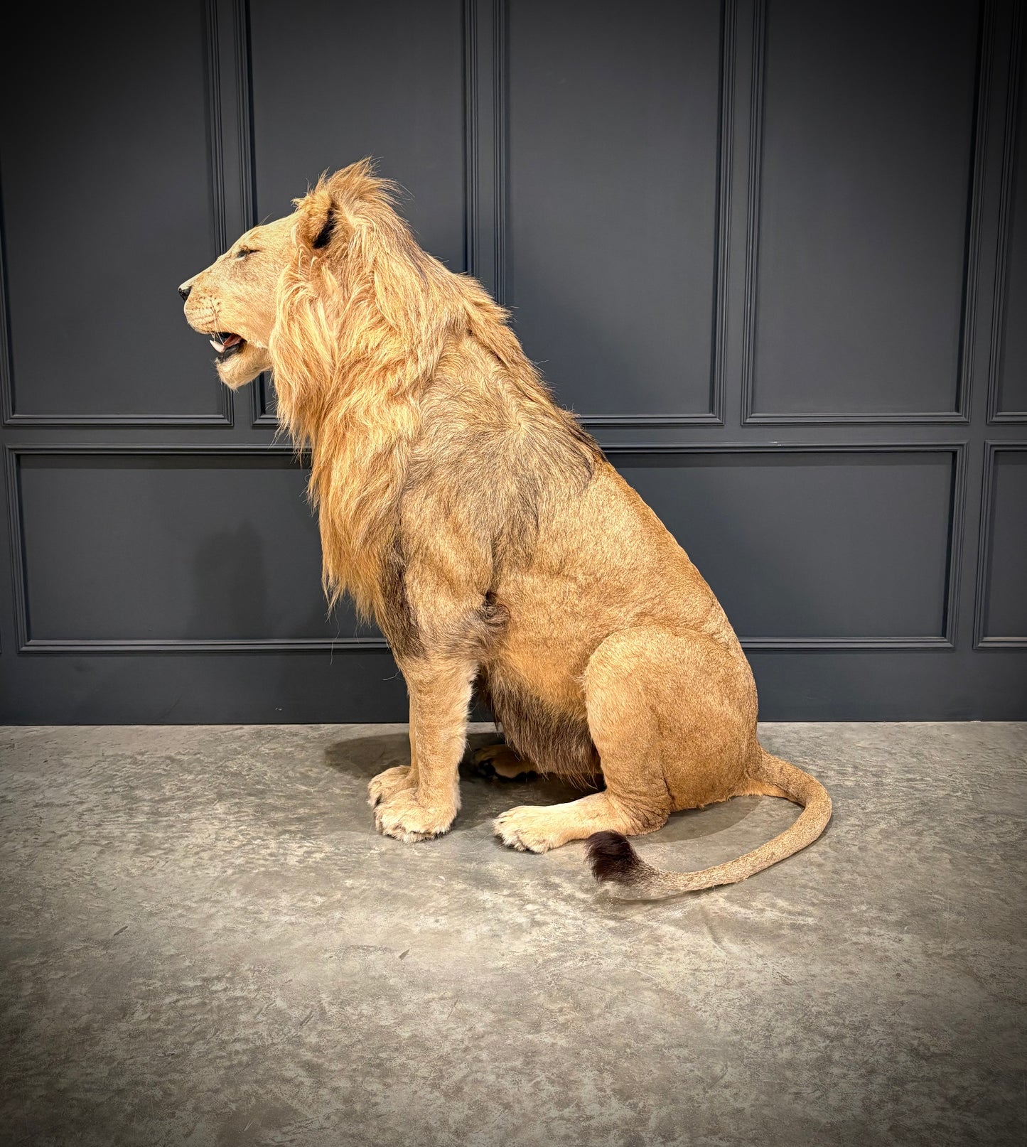 Full Mount Taxidermy Lion