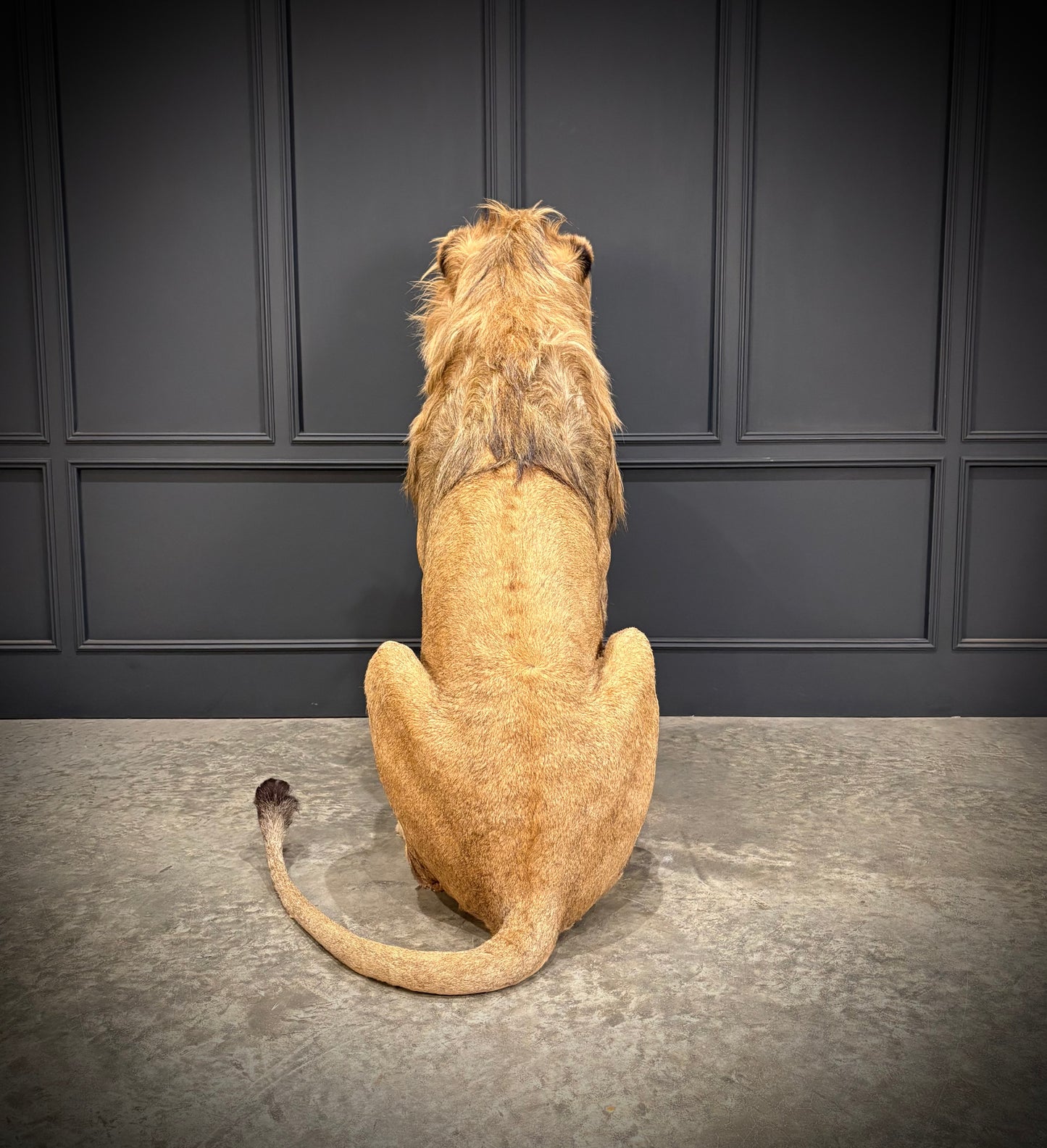 Full Mount Taxidermy Lion