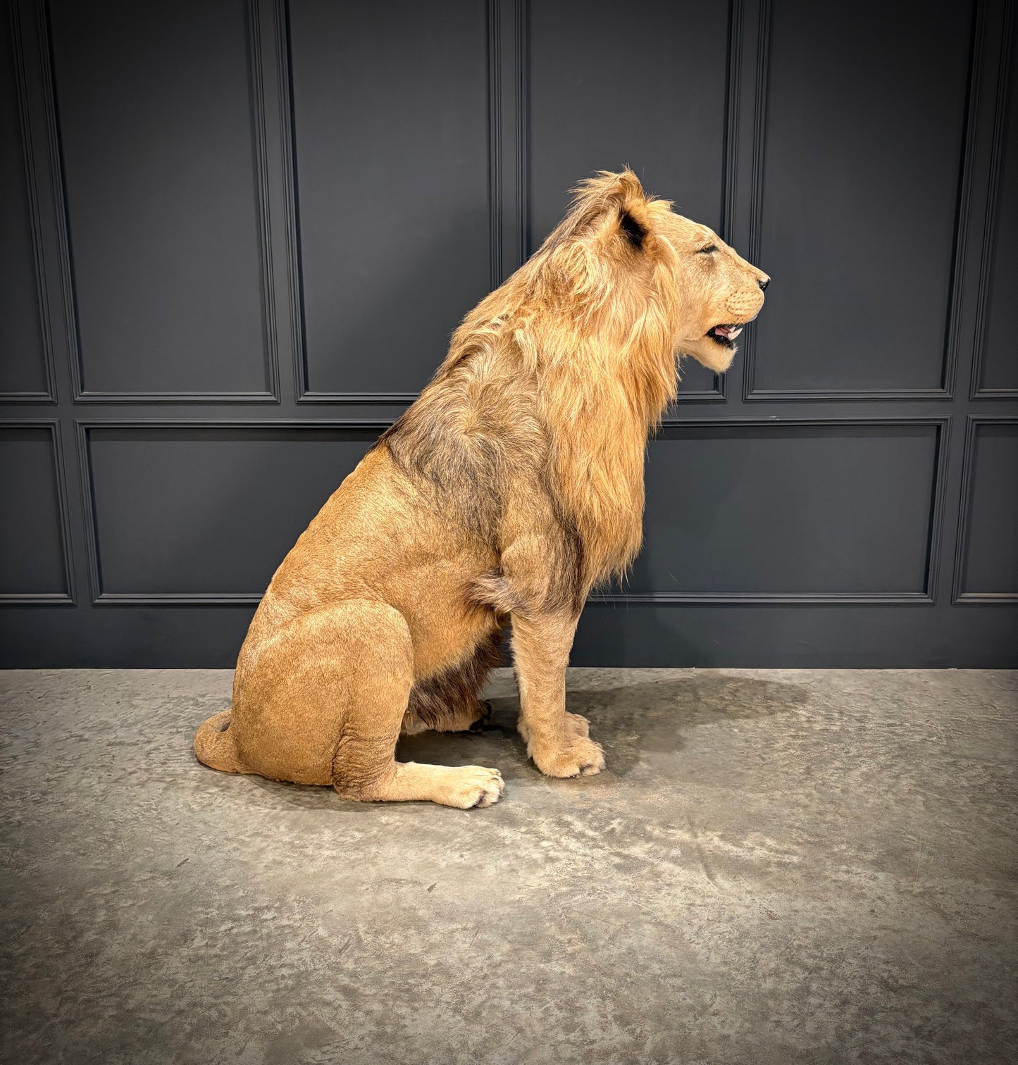 Full Mount Taxidermy Lion
