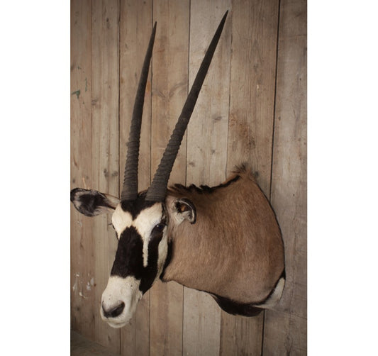 Taxidermy Shoulder Mount Gemsbok