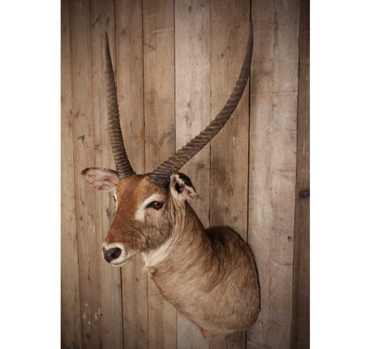 Taxidermy Waterbuck Shoulder Mount